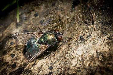 Fluga Valle Härad