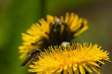 Fluga Silverfallet