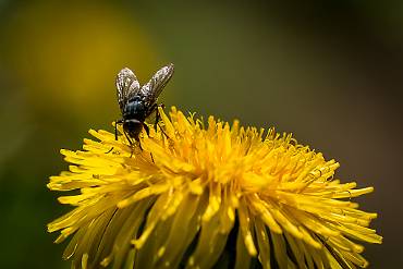 Fluga Silverfallet