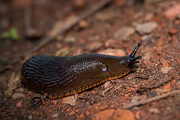 Snigel Silverfallet