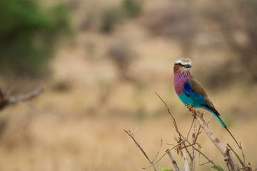 Lilabröstad blåkråka Tarangire NP - Tanzania