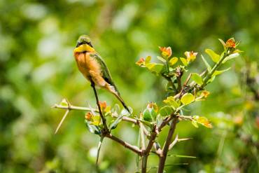 Dvärgbiätare Arusha NP - Tanzania
