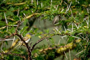 Gulbröstad apalis Arusha NP - Tanzania