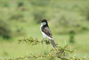 Taitatörnskata Lake Manyara NP - Tanzania
