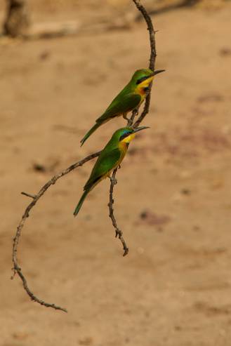 Dvärgbiätare Lake Manyara NP - Tanzania