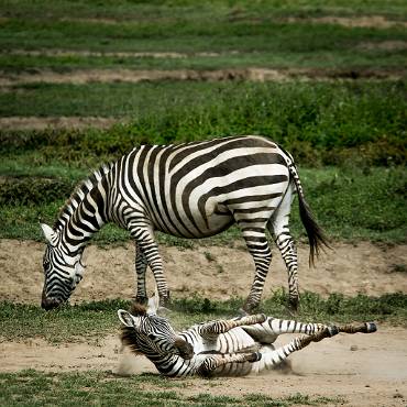 Stäppzebra Ngorongoro kratern - Tanzania