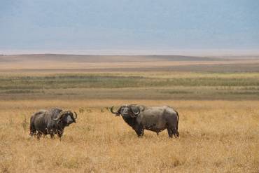 Buffel Ngorongoro kratern - Tanzania