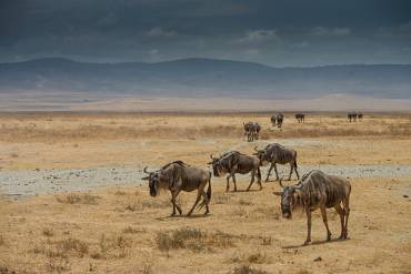 Gnu Ngorongoro kratern - Tanzania