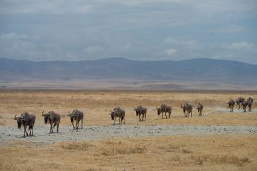 Gnu Ngorongoro kratern - Tanzania