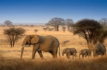 Afrikansk elefant Tarangire NP - Tanzania