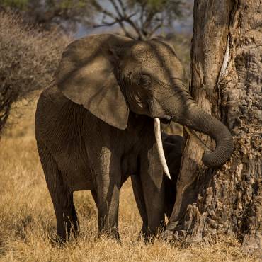 Afrikansk elefant Tarangire NP - Tanzania