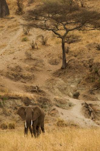 Afrikansk elefant Tarangire NP - Tanzania