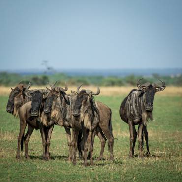 Gnu Serengeti NP - Tanzania
