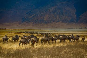 Gnu Ngorongoro kratern - Tanzania
