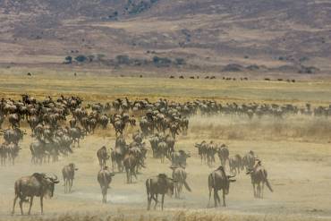 Gnu Ngorongoro kratern - Tanzania