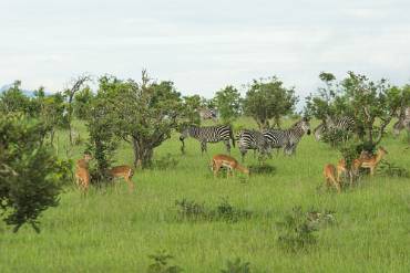 Stäppzebra/Impala Mikumi NP - Tanzania
