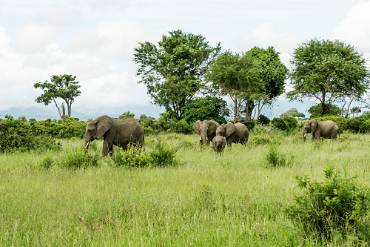 Afrikansk elefant Mikumi NP - Tanzania