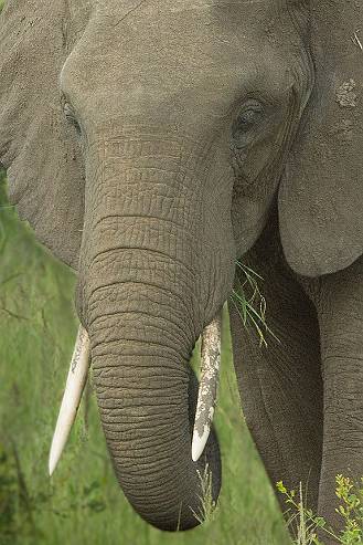 Afrikansk elefant Mikumi NP - Tanzania