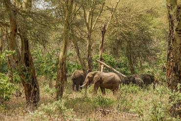 Afrikansk elefant Lake Manyara NP - Tanzania