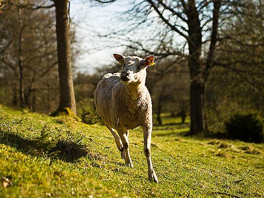 Hus-/tamdjur Här kan man titta på hus-/tamdjur.