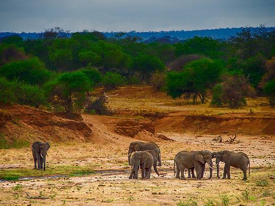 Vilda djur Här kan man titta på vilda djur.