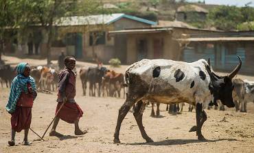 Kofösare Tanzania