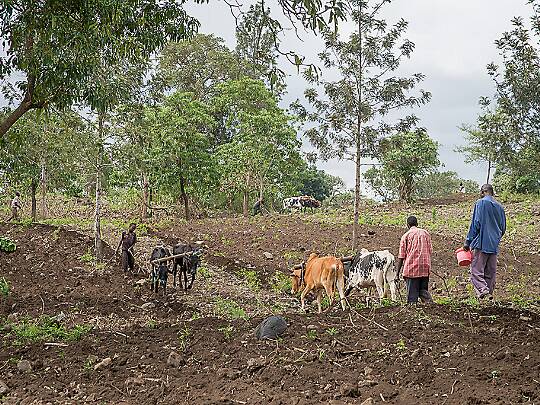 Village Bilder från "Village".
