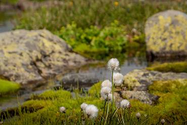 Fjäll Norska fjällen