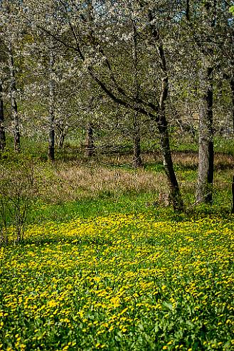 Vårblomning Silverfallet