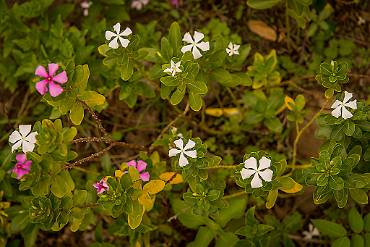Blomma Tanzania