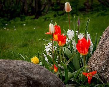 Vårblomster Skövde