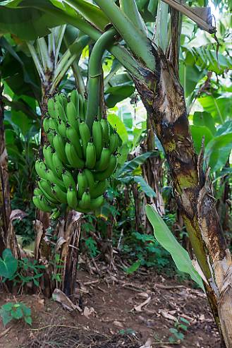 Bananklase Tanzania