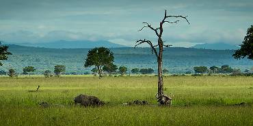 Mikumi NP Tanzania