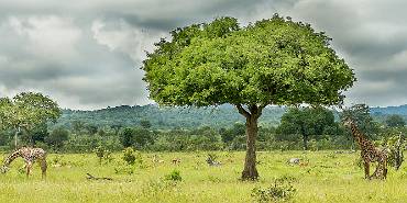 Mikumi NP Tanzania