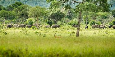 Mikumi NP Tanzania