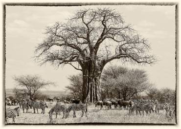 Stäppzebra/Gnu Tarangire NP - Tanzania